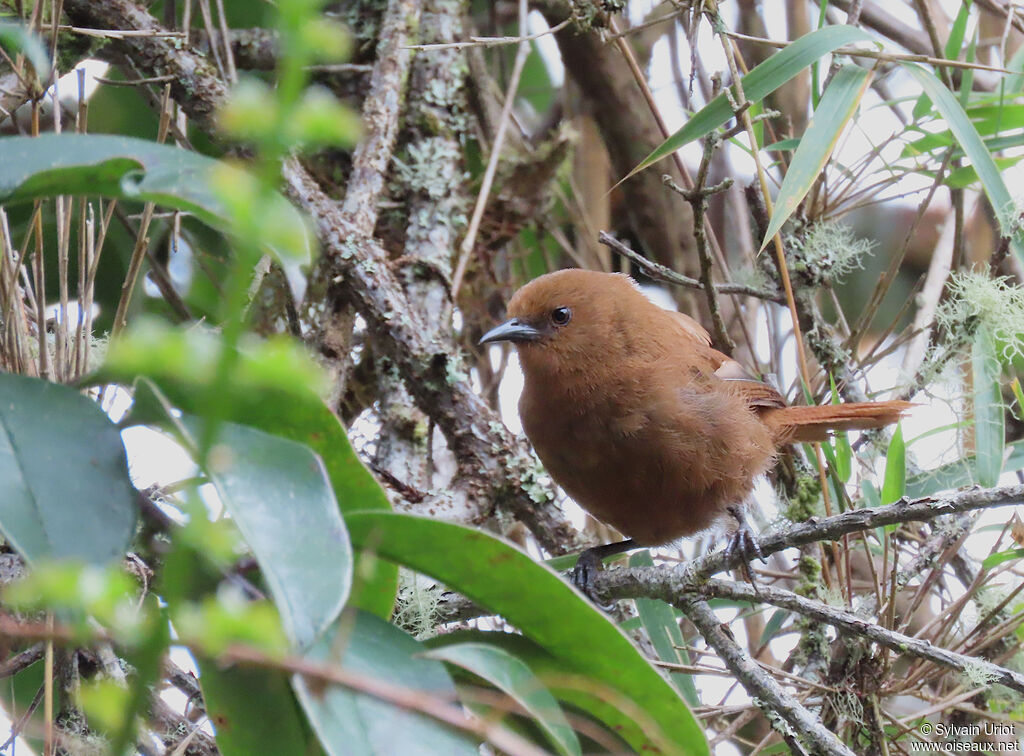 Rufous Wrenadult