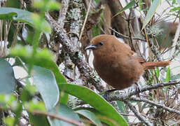 Rufous Wren