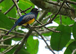 Trogon à lunettes jaunes