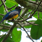 Trogon à lunettes jaunes