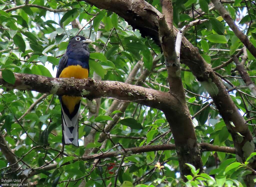 Trogon à queue blanche mâle adulte, habitat, pigmentation