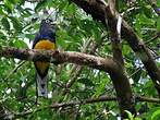 Trogon à queue blanche