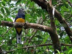 Trogon à queue blanche