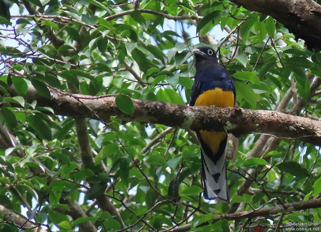 Trogon à queue blanche mâle adulte