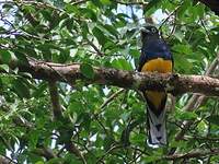 Trogon à queue blanche