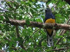 Green-backed Trogon