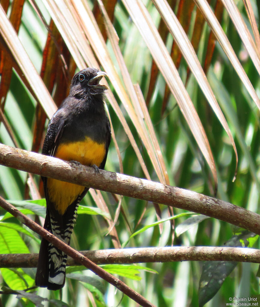 Green-backed Trogon female adult