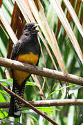 Trogon à queue blanche