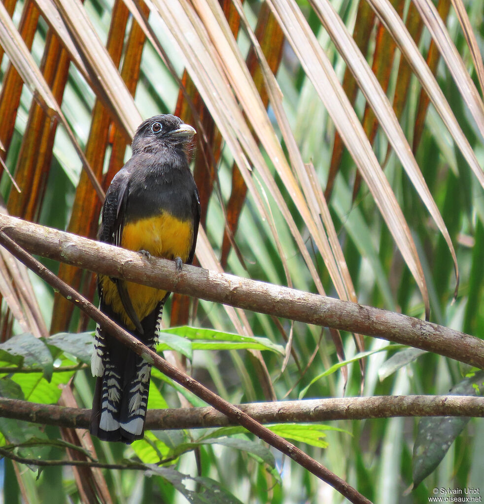 Trogon à queue blanche femelle adulte