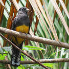 Trogon à queue blanche