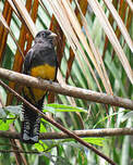 Trogon à queue blanche