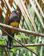 Green-backed Trogon