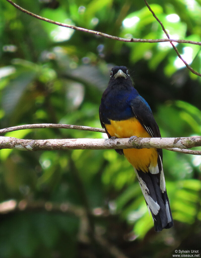 Green-backed Trogon male adult