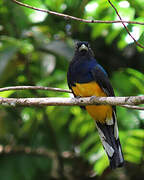 Green-backed Trogon