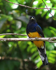 Trogon à queue blanche