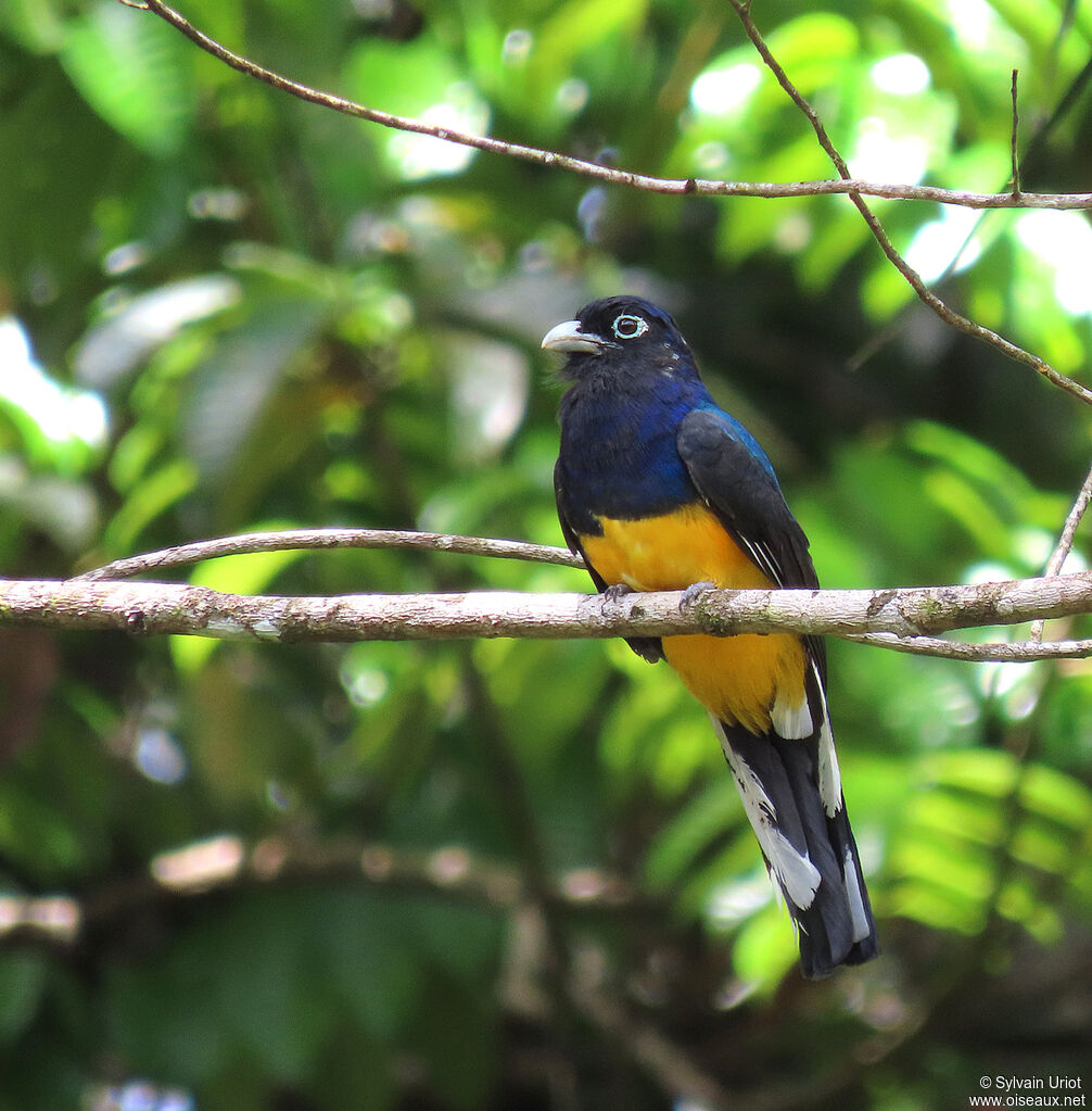 Trogon à queue blanche mâle adulte