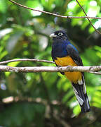 Green-backed Trogon