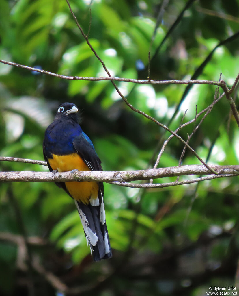 Trogon à queue blanche mâle adulte