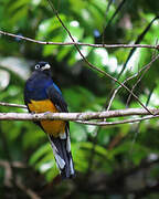 Trogon à queue blanche