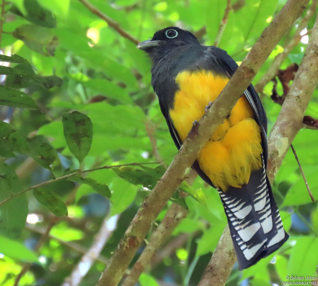 Green-backed Trogon female adult