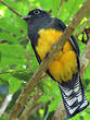 Trogon à queue blanche