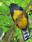 Green-backed Trogon