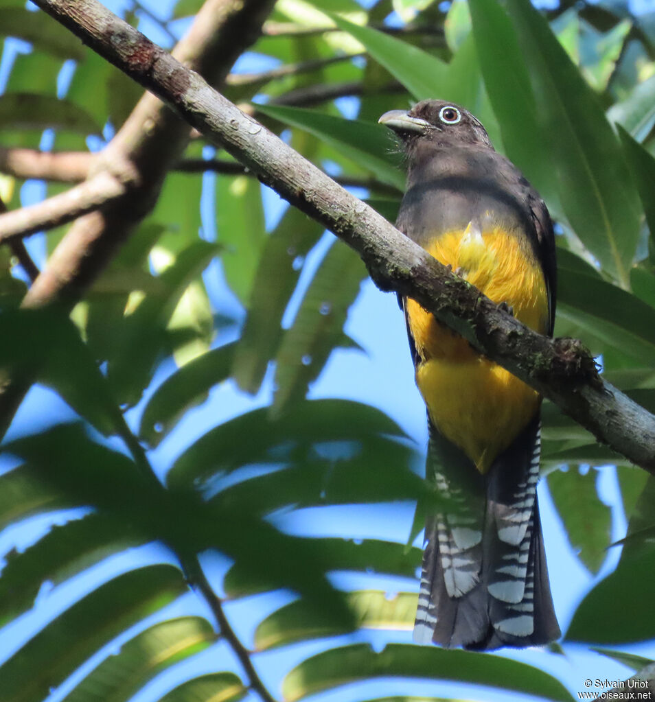 Trogon à queue blanche femelle adulte