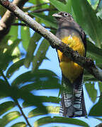 Trogon à queue blanche