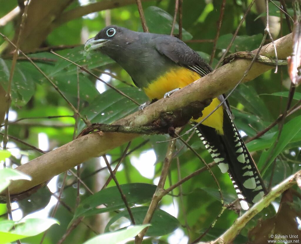 Green-backed Trogon female adult