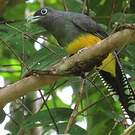 Trogon à queue blanche
