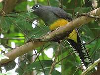 Trogon à queue blanche