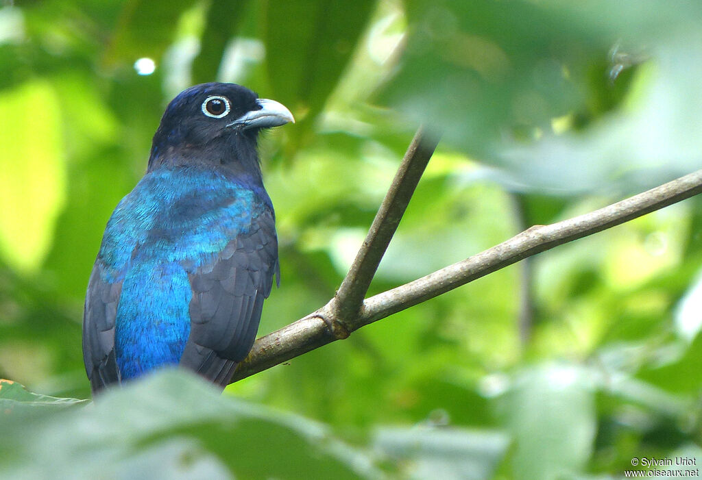 Green-backed Trogon male adult