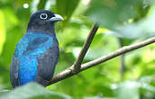 Trogon à queue blanche