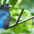 Trogon à queue blanche