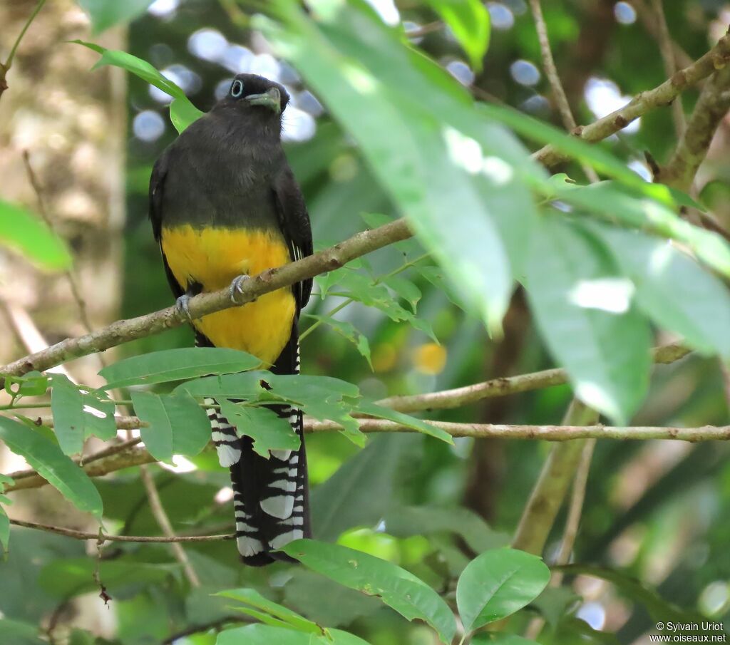 Trogon à queue blanche femelle adulte