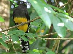 Green-backed Trogon