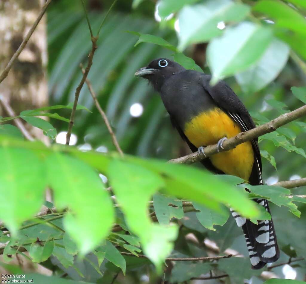 Green-backed Trogon female adult, pigmentation