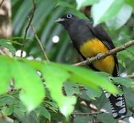 Trogon à queue blanche