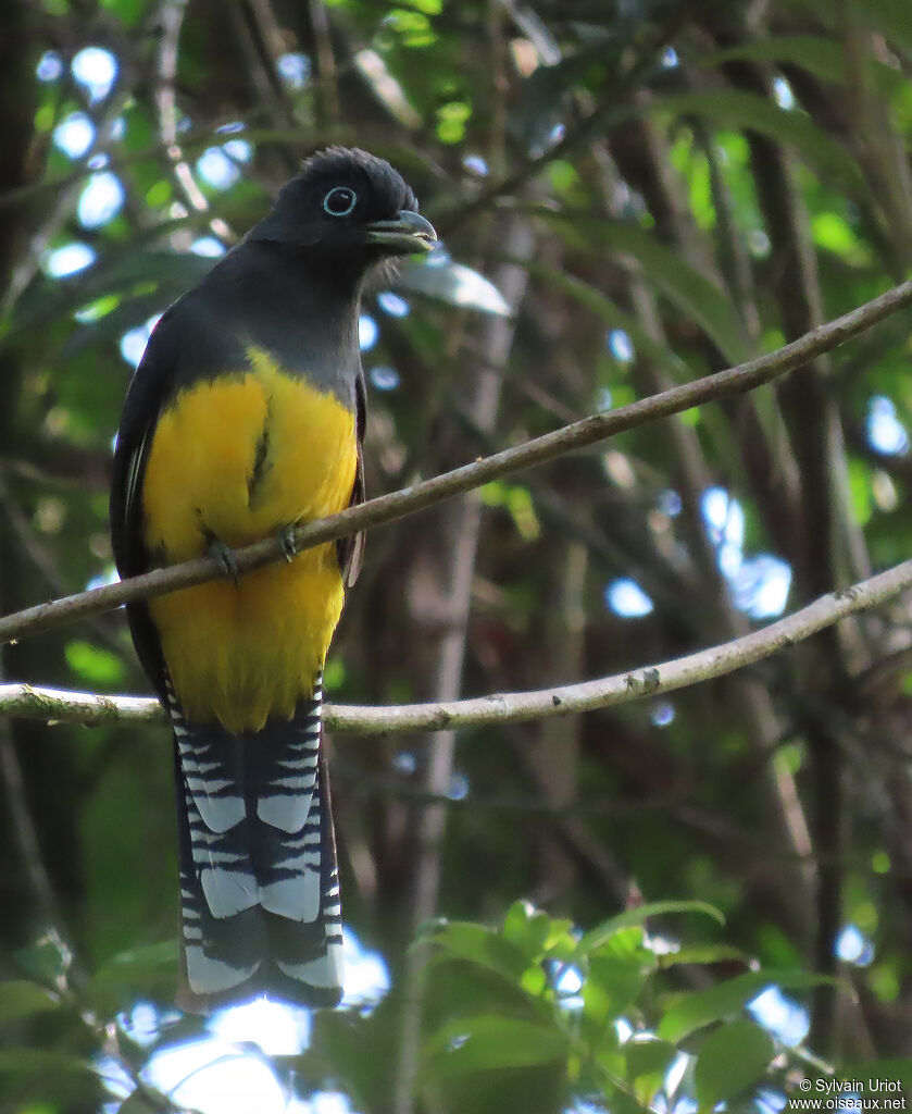 Trogon à queue blanche femelle adulte