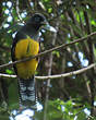 Trogon à queue blanche