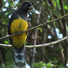 Trogon à queue blanche
