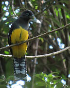 Green-backed Trogon