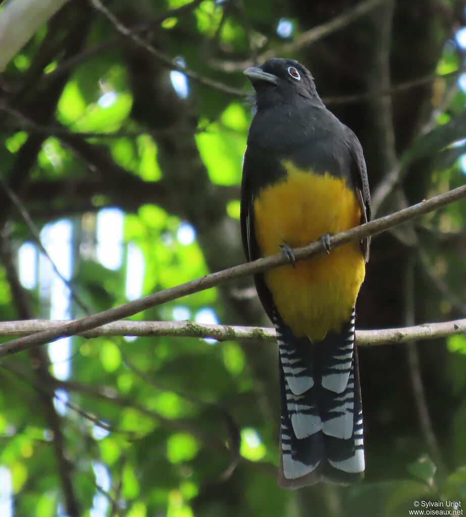 Trogon à queue blanche femelle adulte