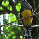 Trogon à queue blanche