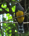 Trogon à queue blanche