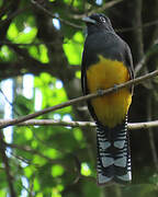 Green-backed Trogon