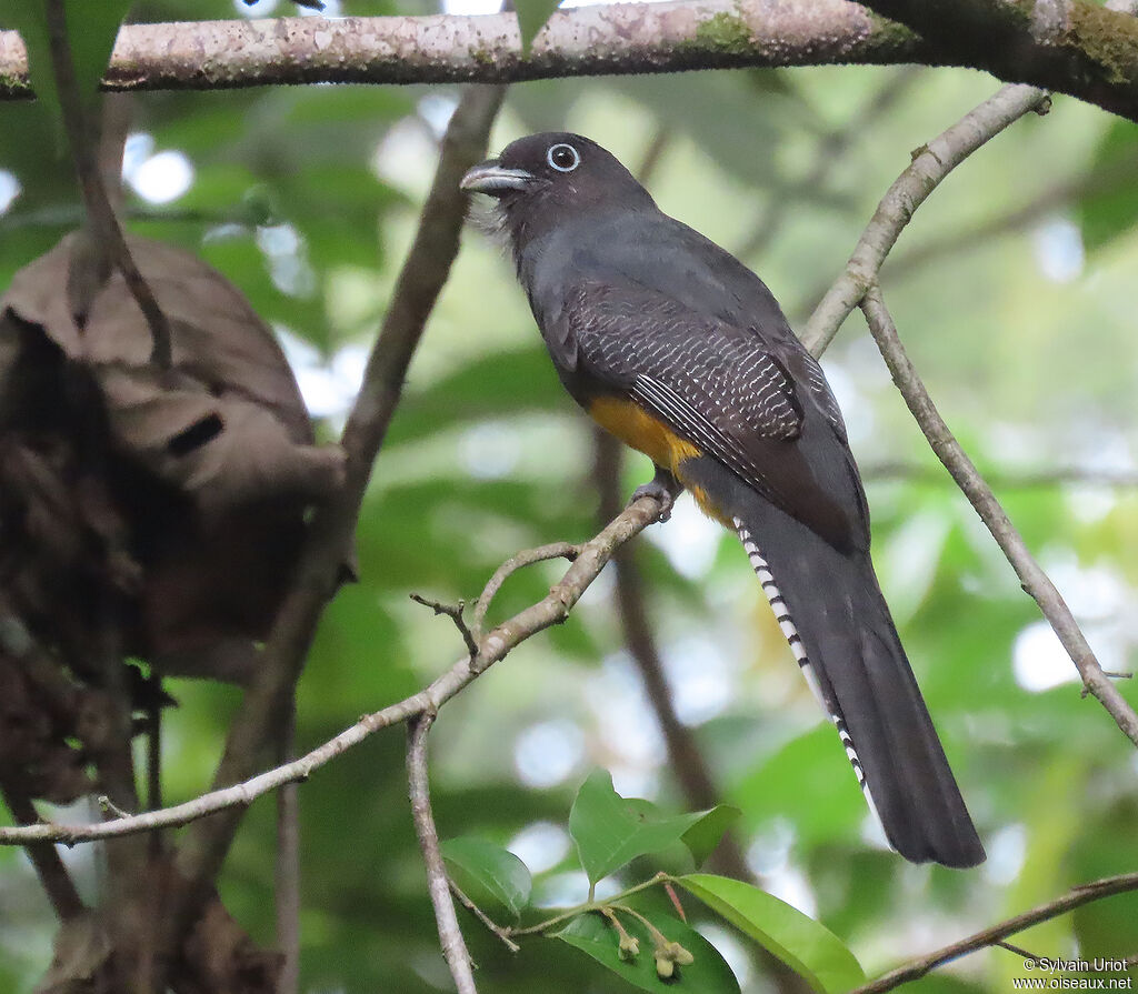 Trogon à queue blanche femelle adulte