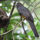 Trogon à queue blanche
