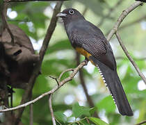 Trogon à queue blanche