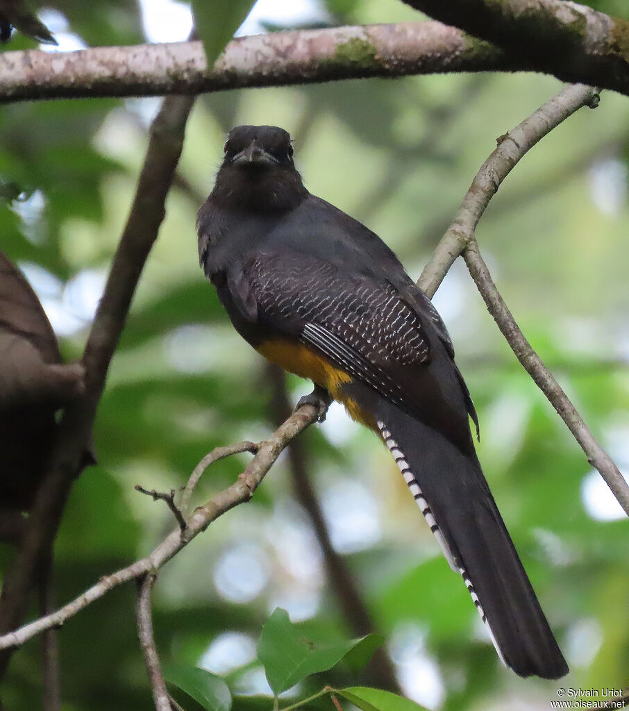 Trogon à queue blanche femelle adulte